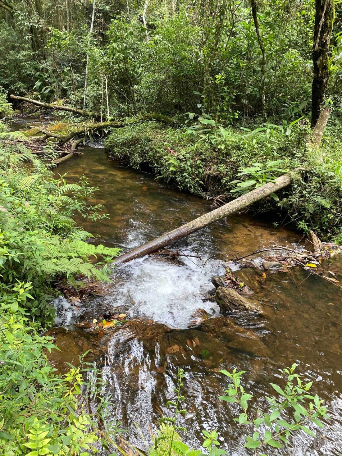 Chales Fazenda Floresta Das Araucarias Cunha Kültér fotó